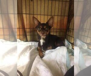 Chihuahua Dogs for adoption in Southampton, NY, USA