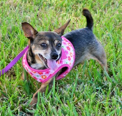 Chihuahua-Unknown Mix Dogs for adoption in Lake Worth, FL, USA