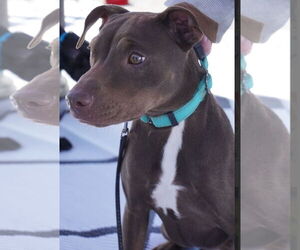Miniature Pinscher-Unknown Mix Dogs for adoption in Chester, VA, USA