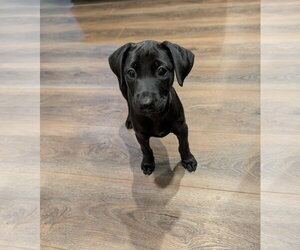 Labrador Retriever-Unknown Mix Dogs for adoption in The Woodlands, TX, USA