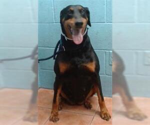 Doberman Pinscher Dogs for adoption in Downey, CA, USA