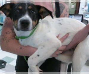 Mutt Dogs for adoption in Oklahoma City, OK, USA