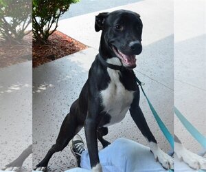 Mutt Dogs for adoption in Royal Palm Beach, FL, USA