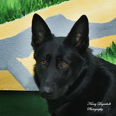 German Shepherd Dog Dogs for adoption in Rohnert Park, CA, USA