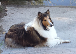 Collie Dogs for adoption in Albuquerque, NM, USA