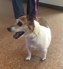 Jack Russell Terrier Dogs for adoption in Harrisville, WV, USA