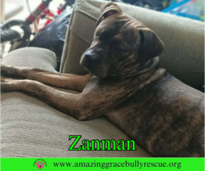 Bulldog-Unknown Mix Dogs for adoption in Milton, FL, USA