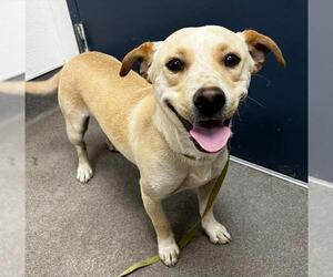 Chihuahua-Unknown Mix Dogs for adoption in HESPERIA, CA, USA