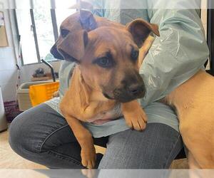 Carolina Dog-Unknown Mix Dogs for adoption in Raleigh, NC, USA
