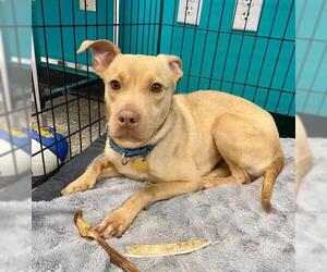 Feist Terrier-Unknown Mix Dogs for adoption in Myrtle Beach, SC, USA