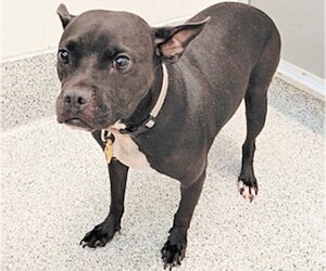 Boston Terrier-Staffordshire Bull Terrier Mix Dogs for adoption in Houston, TX, USA