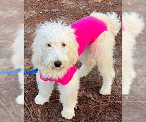 Goldendoodle Dogs for adoption in Newfoundland, PA, USA