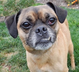 Puggle Dogs for adoption in See Website, CA, USA