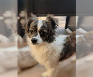 Papillon Dogs for adoption in Menifee, CA, USA
