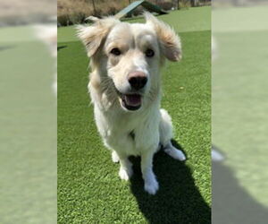 Siberian Husky Dogs for adoption in Salinas, CA, USA
