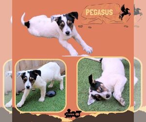 Retriever -Unknown Mix Dogs for adoption in Lindsay, CA, USA