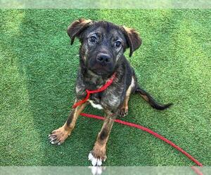 German Shepherd Dog Dogs for adoption in Orange, CA, USA