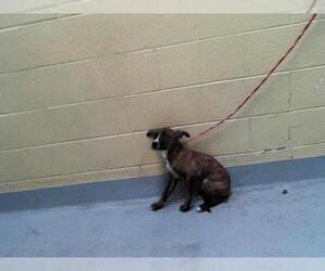 American Pit Bull Terrier-Unknown Mix Dogs for adoption in Tulsa, OK, USA