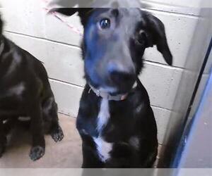 Labrador Retriever Dogs for adoption in Tulsa, OK, USA