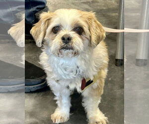 Shih Tzu Dogs for adoption in St. Louis Park, MN, USA