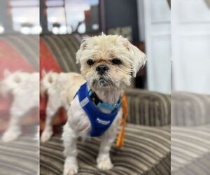 Shih Tzu Dogs for adoption in Mundelein, IL, USA