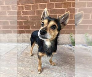 Chihuahua Dogs for adoption in Toronto, Ontario, Canada