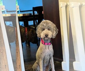 Poodle (Standard) Dogs for adoption in Sammamish, WA, USA