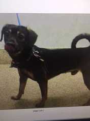 Puggle Dogs for adoption in Bronx, NY, USA