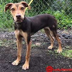 Labrador Retriever-Unknown Mix Dogs for adoption in Kailua Kona , HI, USA