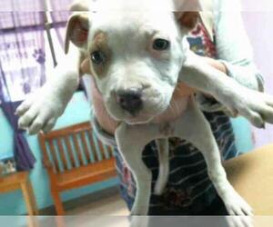 American Pit Bull Terrier Dogs for adoption in Lufkin, TX, USA