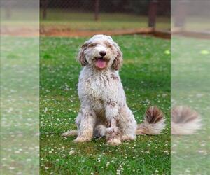 Poodle (Standard) Dogs for adoption in Grovetown, GA, USA