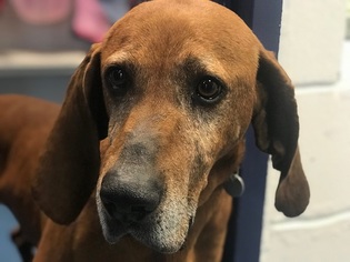 Redbone Coonhound Dogs for adoption in Hampton Bays, NY, USA