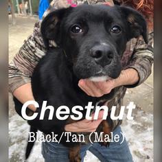 Rottweiler-American Pit Bull Terrier Dogs for adoption in Pembroke, GA, USA