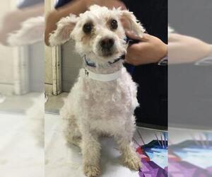Poodle (Miniature) Dogs for adoption in Riverside, CA, USA