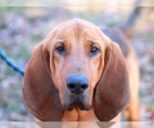 Bloodhound Dogs for adoption in Cookeville, TN, USA