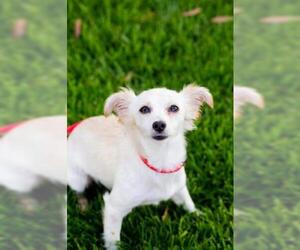 Chion Dogs for adoption in El Cajon, CA, USA