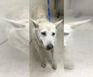 Australian Cattle Dog-Unknown Mix Dogs for adoption in Riverside, CA, USA