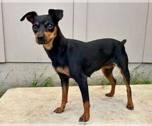 Miniature Pinscher Dogs for adoption in Santa Cruz, CA, USA