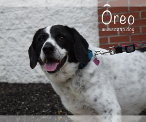 English Setter Dogs for adoption in Newport, KY, USA