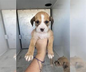 Mutt Dogs for adoption in Houston, TX, USA