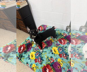 Chihuahua-Unknown Mix Dogs for adoption in York, SC, USA