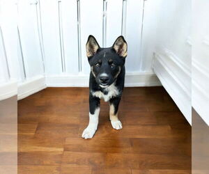 - Mix Dogs for adoption in Menifee, CA, USA
