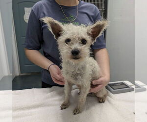 Mutt Dogs for adoption in Chico, CA, USA