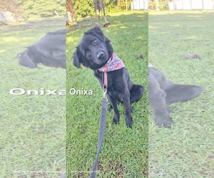 Border Collie-Golden Retriever Mix Dogs for adoption in Virginia Beach, VA, USA