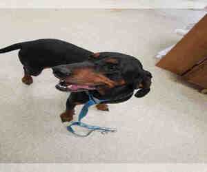 English Coonhound Dogs for adoption in Bakersfield, CA, USA