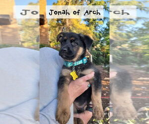 German Shepherd Dog-Unknown Mix Dogs for adoption in Sandy, UT, USA