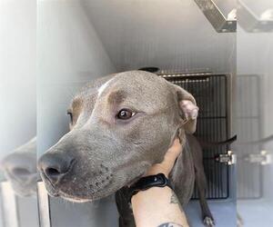 American Pit Bull Terrier Dogs for adoption in Houston, TX, USA