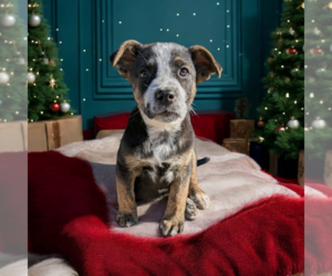 Boxador Dogs for adoption in Vail, AZ, USA