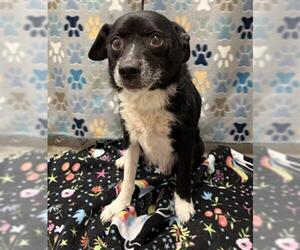 Chihuahua Dogs for adoption in Rosenberg, TX, USA