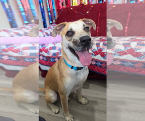 Mountain Cur-Unknown Mix Dogs for adoption in Rockaway, NJ, USA
